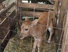 Продается телка 4 дня 