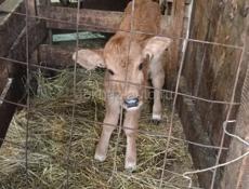 Продается телка 4 дня