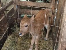 Продается телка 4 дня