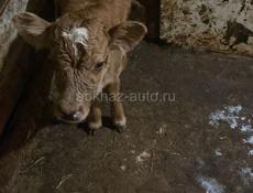 Продам теленка 