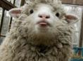 Куплю барашка