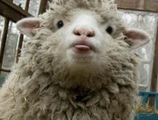 Куплю барашка