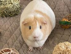 Куплю морскую свинку! 