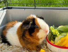 Куплю морскую свинку! 