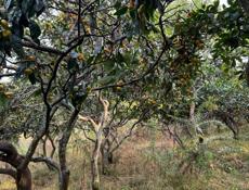 На покос травы 