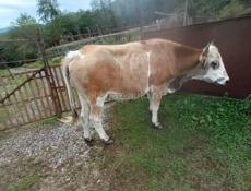 Продается бык