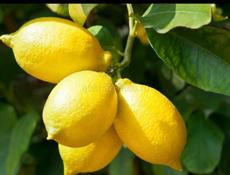 🍋 Продам лимон🍋