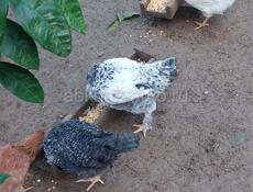 Цыплята 6-7 месяцев