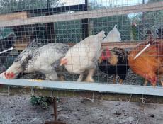 Цыплята 6-7 месяцев