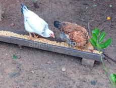 Цыплята 6-7 месяцев