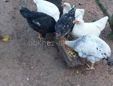 Цыплята 6-7 месяцев