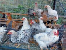 Цыплята 6-7 месяцев