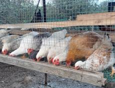 Цыплята 6-7 месяцев