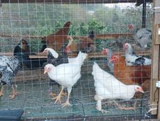 Цыплята 6-7 месяцев