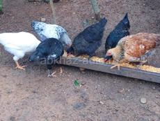 Цыплята 6-7 месяцев