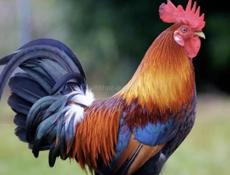 ПРОДАЮ ПЕТУХОВ