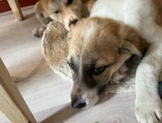 Щенки в добрые руки .