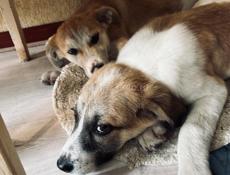 Щенки в добрые руки .