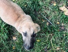 Щенки в добрые руки .