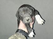 Продаются щенки 