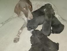 Продаются щенки