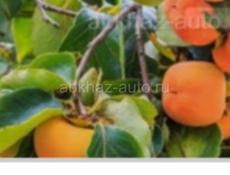 Требуется 3-4 человека на забор и укладу хурмы 