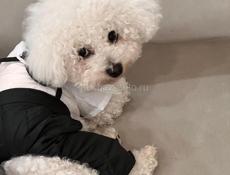 Ищем невесту для Бишона Фризе!