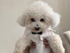 Ищем невесту для Бишона Фризе!