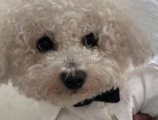 Ищем невесту для Бишона Фризе!