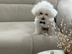 Ищем невесту для Бишона Фризе!