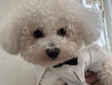 Ищем невесту для Бишона Фризе!