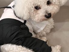 Ищем невесту для Бишона Фризе!