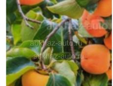 Продаю хурму 