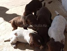 Щенки курцхара