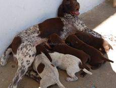 Щенки курцхара