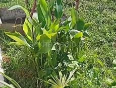 Продам дом в Гаграх цена 4.9млн