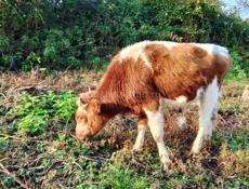 Продам бычка