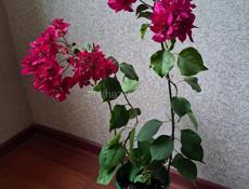 Бугенвиллия 