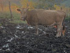 Коровы телята