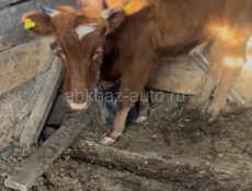 Коровы телята