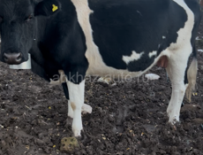 Коровы телята