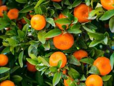 ИЩУ РАБОТНИКОВ ,ДЛЯ СБОРА МАНДАРИН , 5 ЧЕЛОВЕК 