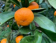 Собираем мандарины 