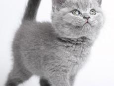 Британский котенок 