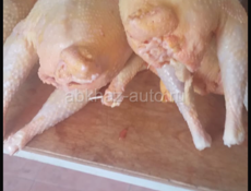 Продам куры домашние 