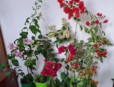 Цветущие бугенвиллии 