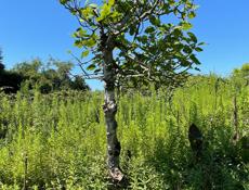 Продам Земельный участок! Собственник! Гулрыпш!