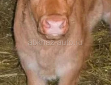Телка 10 дней от породис коровы
