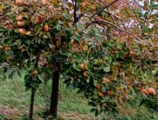 Плоская хурма в продаже