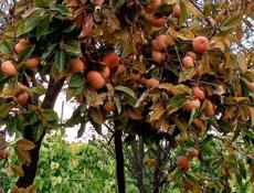 Плоская хурма в продаже 